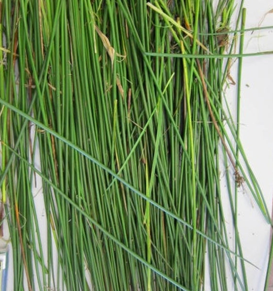 Cross of Brigid